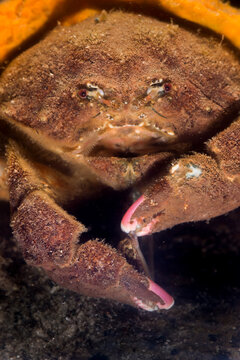 Sponge Crab, Dromia personata,Dromiidae. Mediterranean Sea. Alghero, Sardinia, Italy