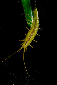 Eelgrass Isopod, Idotea resecata, Isopod, Sea centipedes live on seaweeds in the intertidal and shallow subtidal. Alghero Sardinia Mediterranean sea, Italy
