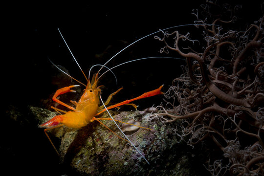 Boxer shrimp, Stenopus spinosus, Crustacea, Decapoda. Gambero meccanico (Stenopus spinosus)..