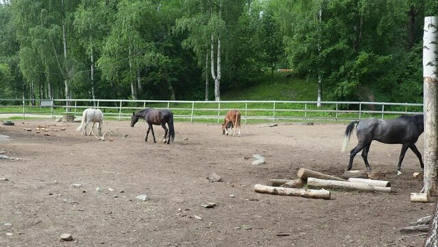 Horse Equus caballus is domesticated, one-toed, hoofed mammal. Black and white horses graze, trample and nibble grass. Equine camp, stable or zoo. Taxonomic family Equidae, subspecies of Equus ferus