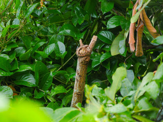 Devil's horn - Heavy Metal sign shape in nature - tree branch