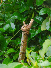 Corna shape branch - devil's horn metal sign in nature