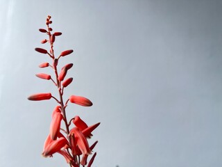 red and yellow leaves