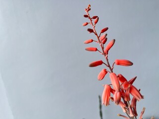 red and white