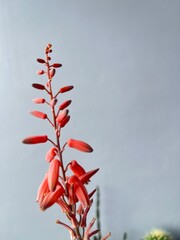 red maple