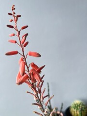 red and yellow