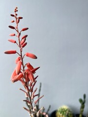 red berries on a branch