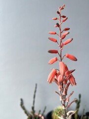 red flower and white to gray background