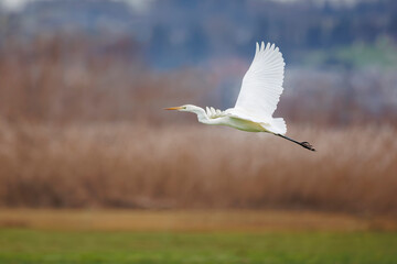 white heron in flight over reeds