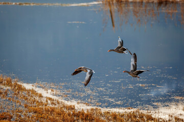 three wild geese fly in formation in nature preserve park