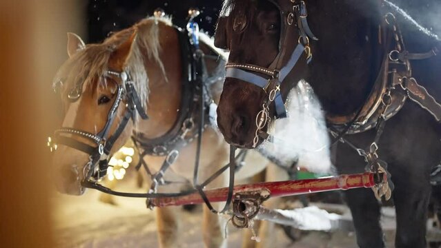 Slow Motion, Snowflakes Falling on Harnessed Horses on Cold Winter Night