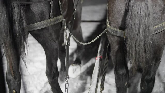 Back View, Harnessed Horses with a Carriage Moving on Snow on Cold Winter Night. Slow Motion