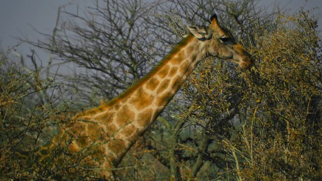 Giraffe walking in tall grass in the savannah