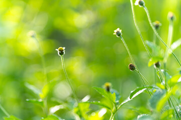 Coatbuttons or Mexican daisy on the ground against the bokeh blur. It is one plant that tolerates drought well.