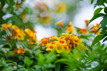 Trumpetbush, Tecoma stans a orange flower popularly planted to decorate the house, flowering into a bouquet of flowers.