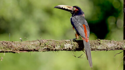 a collared aracari perching on a tree branch in costa rica