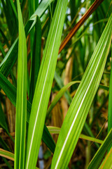 Close up detail of green sugar cane leaves