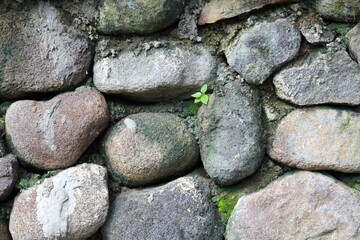 Small plans grow between stone wall