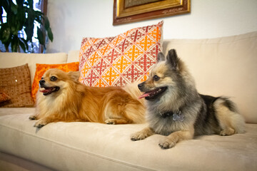 two Pomeranians sitting on an elegant sofa. The sable Pomeranian has a fox-like face, while the...