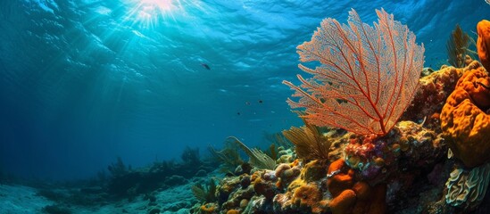 Coral ledge image with Sea Fan, photographed in Broward County, Florida. - obrazy, fototapety, plakaty
