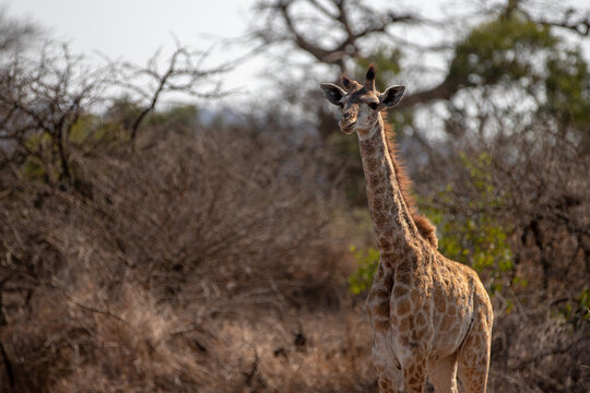 Baby giraffe [giraffa camelopardalis]  in Kruger National Park in South Africa RSA