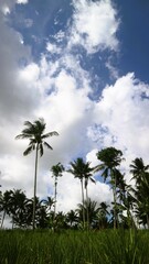 Fototapeta na wymiar Low angle view of palm trees against cloudy sky