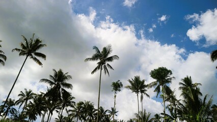 Fototapeta na wymiar Low angle view of palm trees against cloudy sky