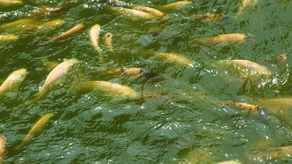 a group of red tombro fish or golden fish