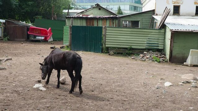 Horse Equus caballus is domesticated, one-toed, hoofed mammal. A young black foal grazes, tramples and nibbles grass. Equine camp, stable or zoo. Taxonomic family Equidae, subspecies of Equus ferus.