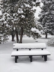 Lonely Rustic bench in woods. Winter landscape. Nature in the snow. Vertical photo. Black and white nature art. Design interior painting. Screensaver.