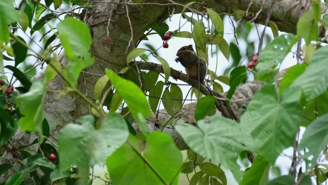 Camera zooms out and slides to the right as this squirrel is eating fruits, Burmese Striped Squirrel Tamiops mcclellandii, Thailand
