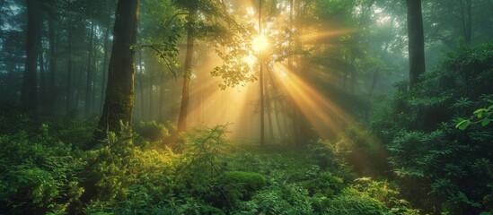 The sun illuminates the forest with its rays shining through the trees, creating a beautiful natural landscape filled with plant life and lush greenery.