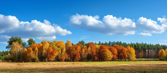 Colorful autumn forest in meadow with blue sky and clouds.
