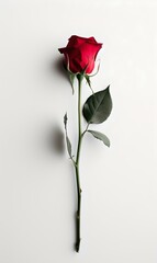 Elegant single red rose isolated on a white background, perfect for romantic occasions and subtle presentations. minimalist floral design. AI