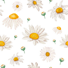 Chamomile pattern on a white background. Chamomile flowers are suitable for printing and prints on various products.