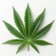 a medical marijuana leaf on a white background. isolate. medical cannabis.