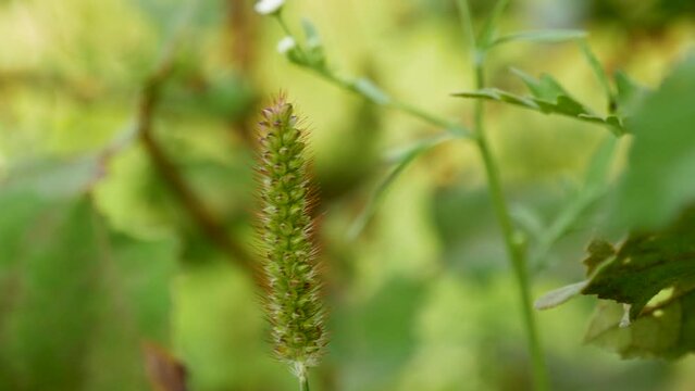 Close up shot of a small green frass herb swinging by the wind in a sunny environment