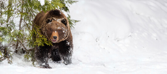 Adult Brown bear in cold time. Animal in wild winter nature