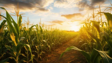 Foto auf Alu-Dibond harvest corn field © PikePicture
