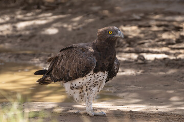Martial eagle - Polemaetus bellicosus on brown ground. Photo from Kgalagadi Transfrontier Park in South Africa. Endangered species.