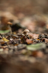 A macro shot of a mushroom on a forest ground with leaves