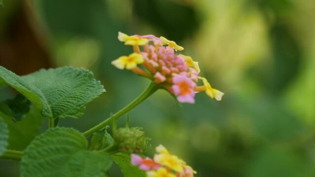 close up shot of Lantana camara flower with some green leaves