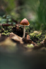 A macro shot of a mushroom on a forest ground with leaves