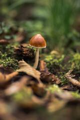 A macro shot of a mushroom on a forest ground with leaves