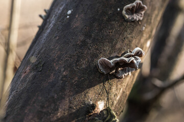 Mushroom on a tree in the forest