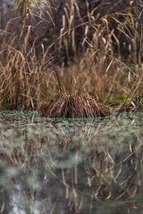 Green grass and a reflection on water