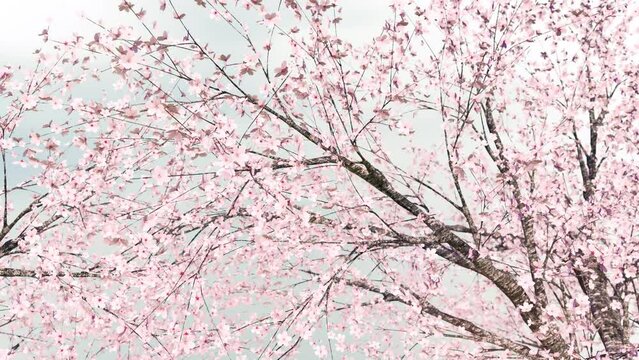 桜の木_横移動_ループ_花曇