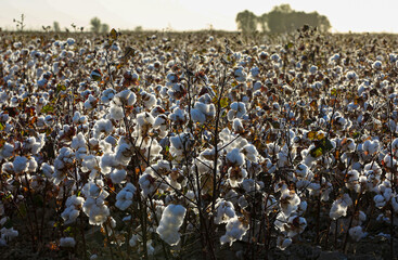 Cotton fields in the Chimkent region in Kazakhstan.
