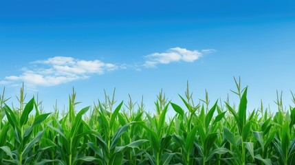 Obraz premium crop rows of corn