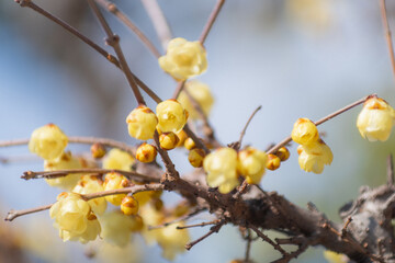咲き始めた蝋梅